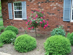 Buxus x 'Green Velvet' — photo 2
